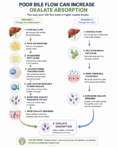 Oxalates and bile flow