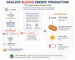 Oxalates and energy cycle