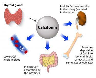 Why Not All Calciums Are Created Equal – Elizma Lambert