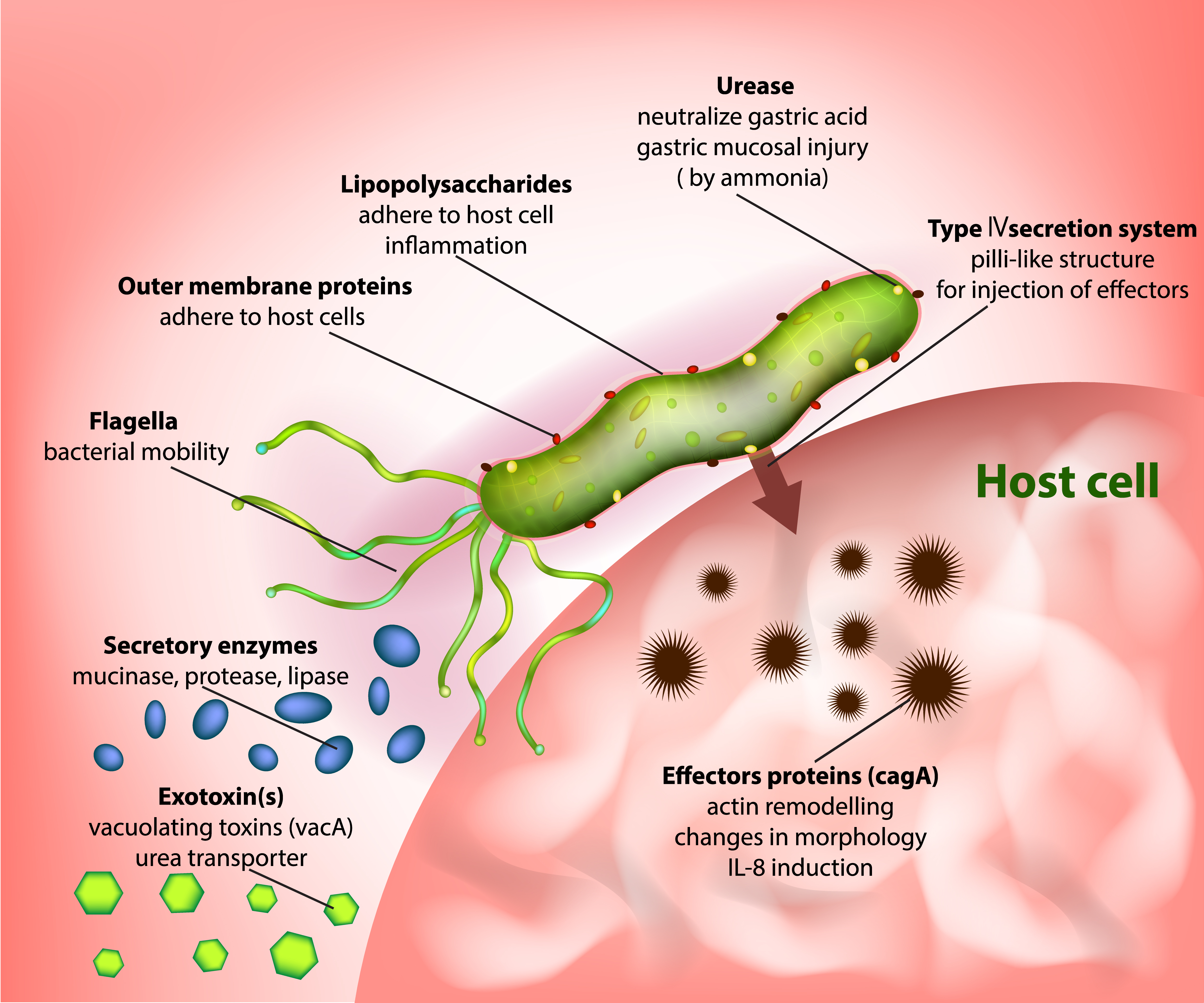 Bacteria and Endotoxins