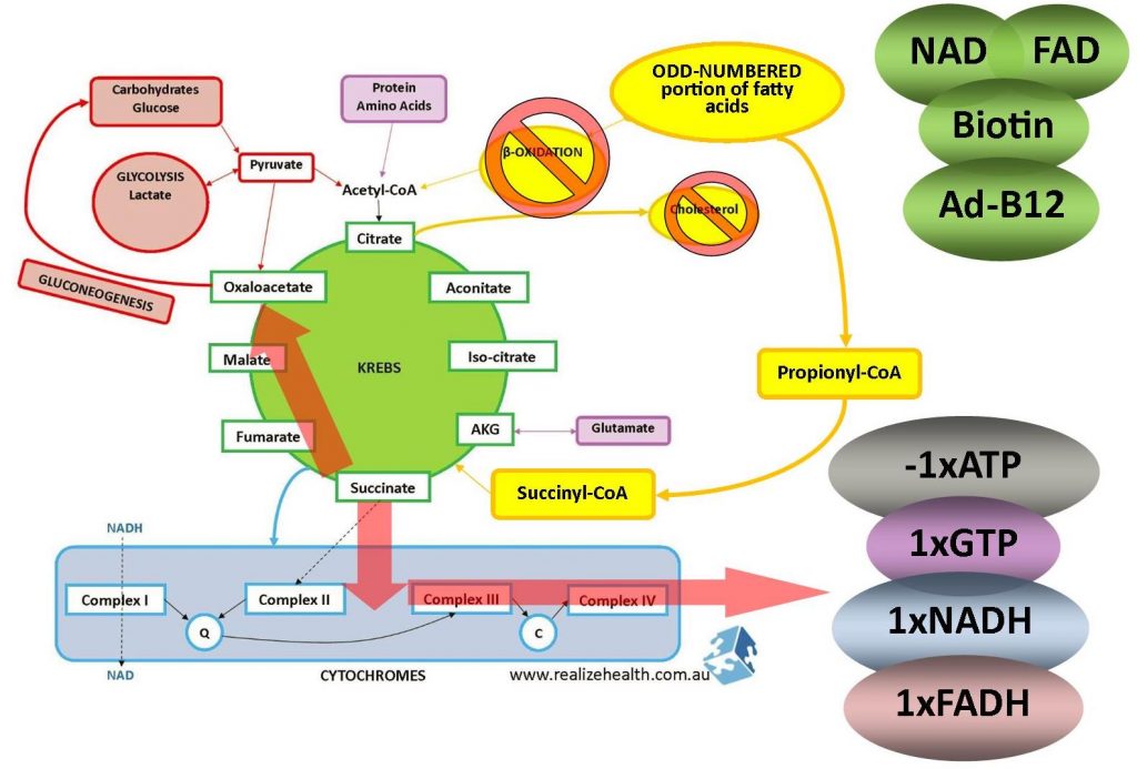 Mitochondria - NADH and ATP production via different pathways - Elizma ...