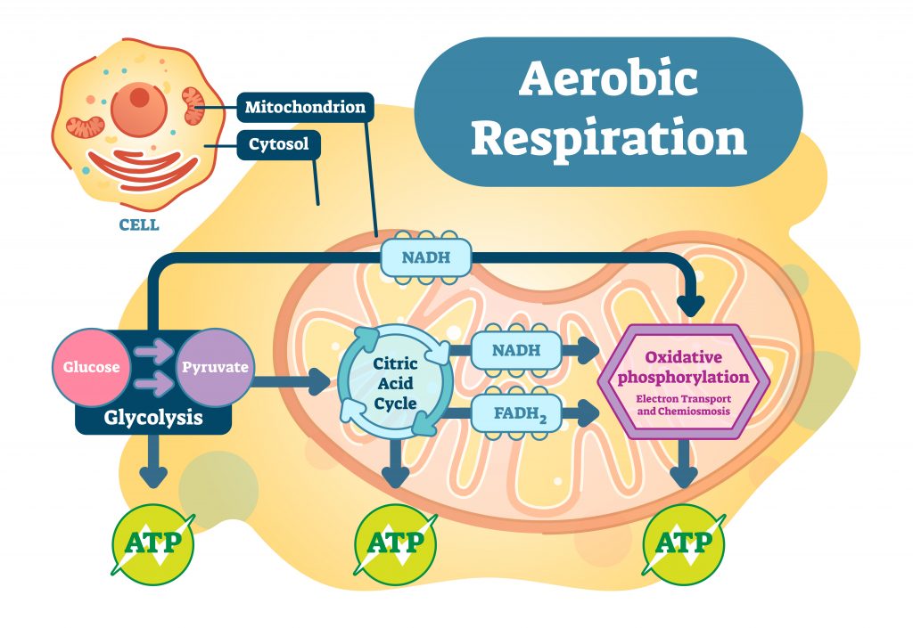 Mitochondria - NADH and ATP production via different pathways - Elizma ...