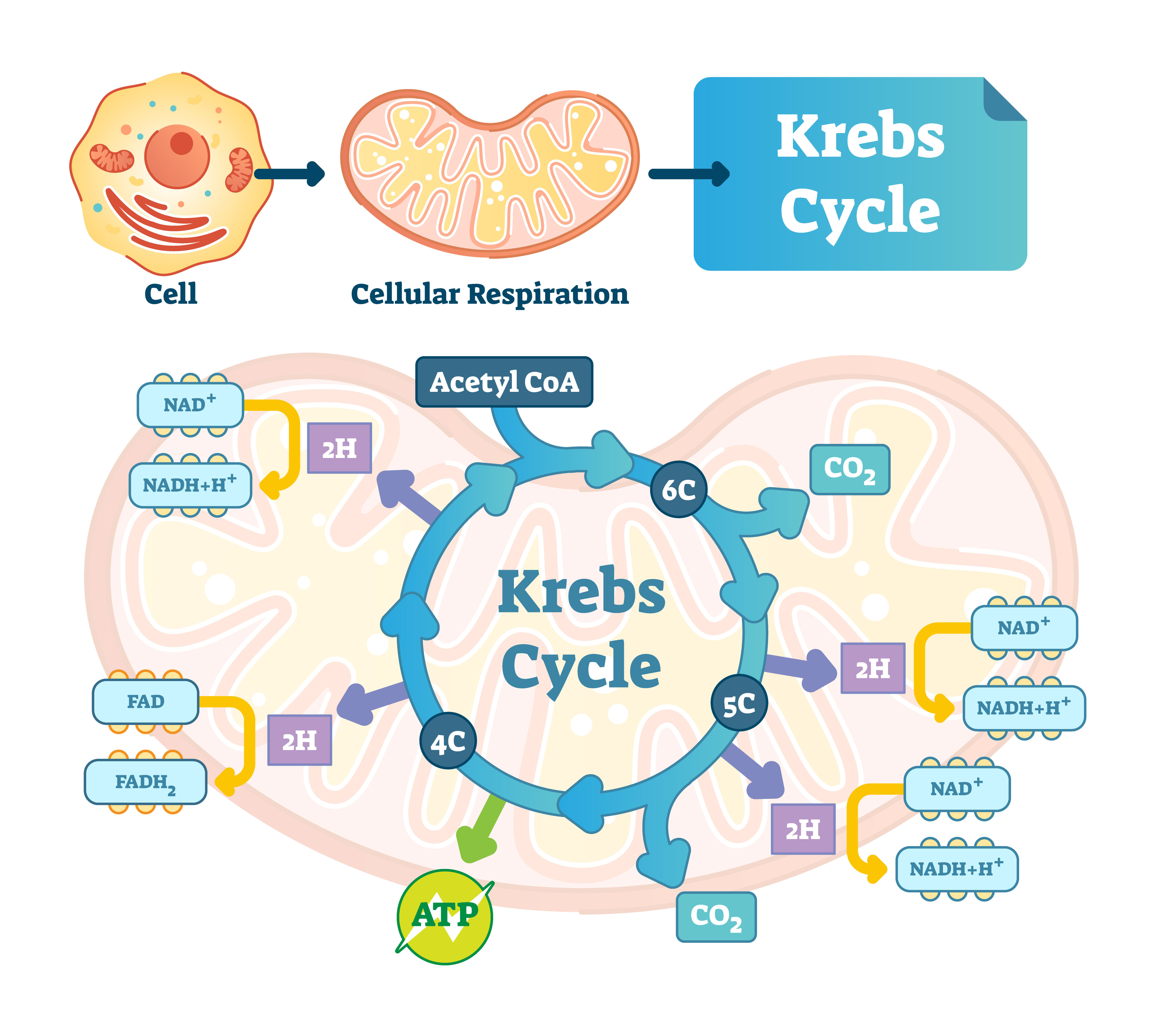 Cell Mitochondria Atp