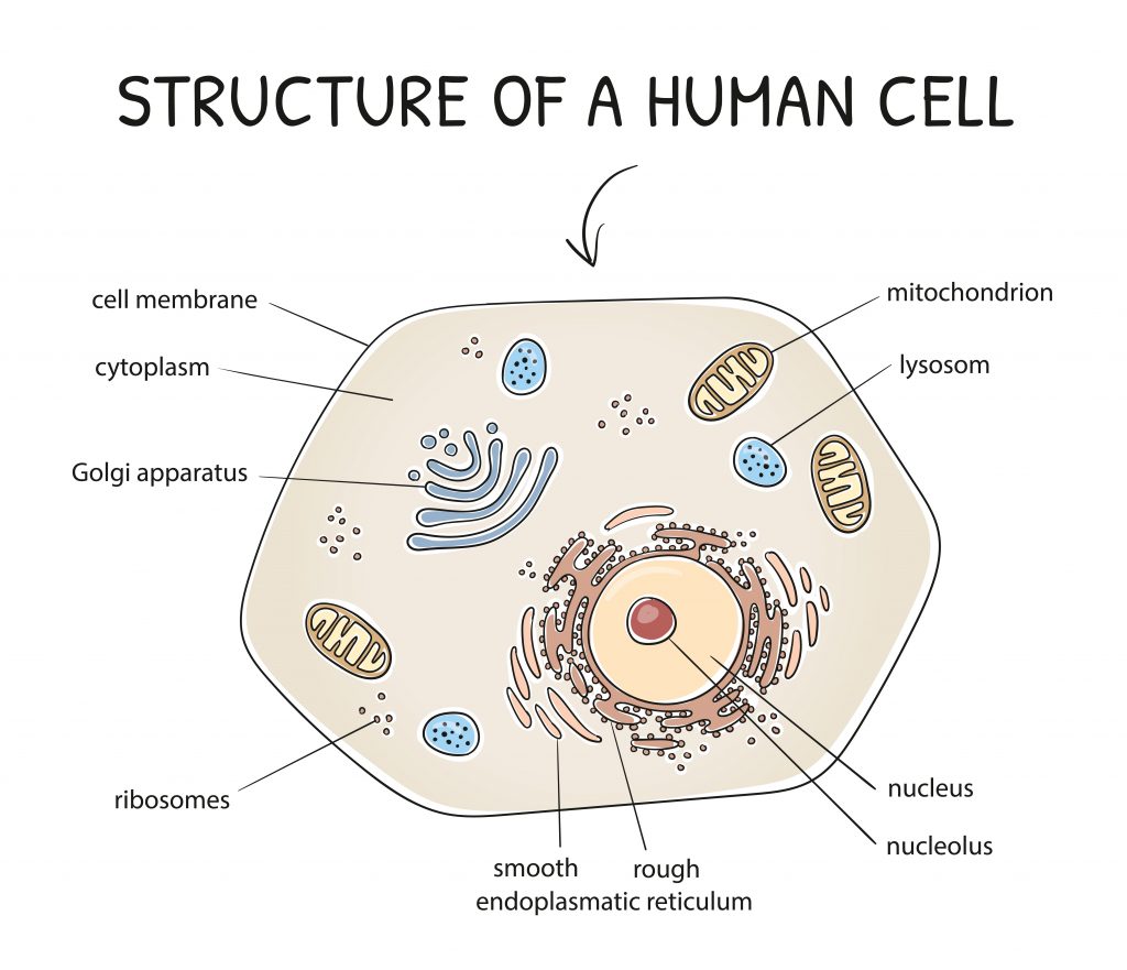 Mitochondrial Dysfunction - What Does It Mean For You? - Elizma Lambert