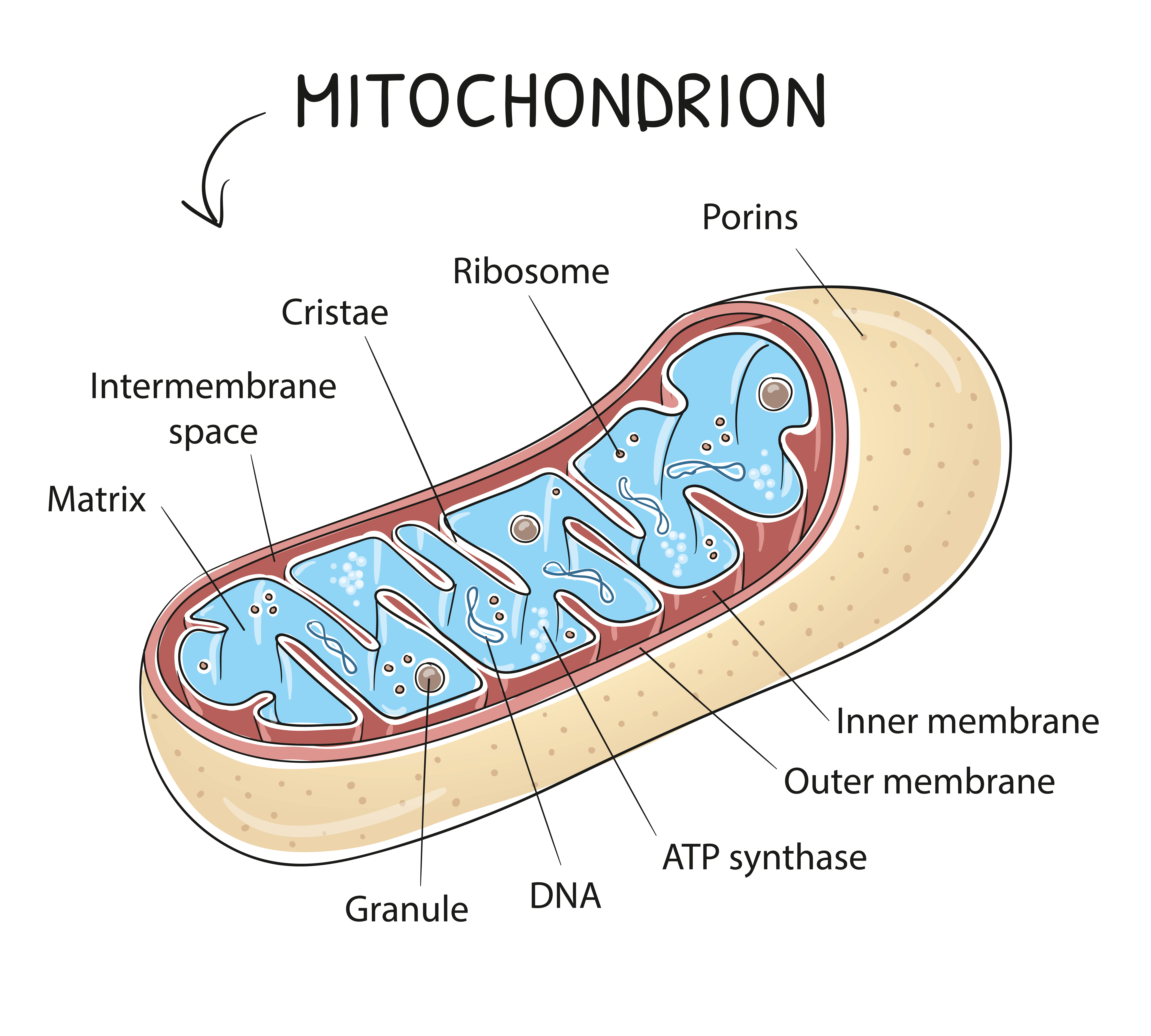 Митохондрия. Митохондрии в бактериальной клетке. Митохондрия иконка. Митохондрия вектор. Митохондрия рнк