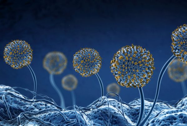 Mold and cirs