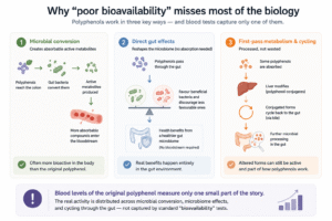 Polyphenols and 'poor bioavailability'
