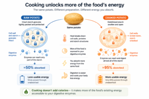 Raw vs cooked foods and calories