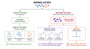 Amino acid reactions