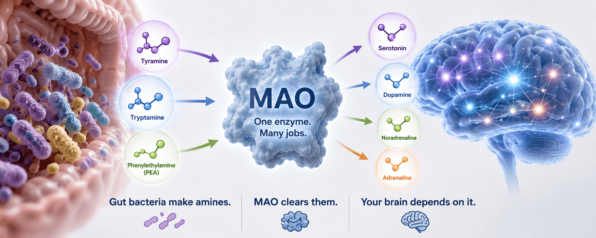 How Gut Bacteria Interfere With Your Brain Chemistry