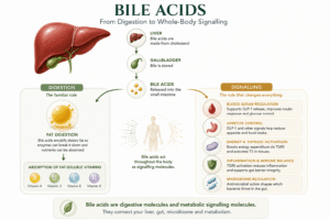 Bile acids digestion and signalling pathways