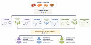 Gut Bacteria and neurotransmitters
