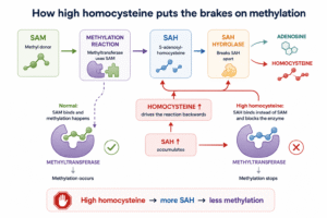 Homocysteine and methylation